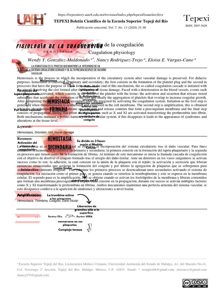 Coagulation Physiology Overview | PDF | Coagulation | Hemostasis