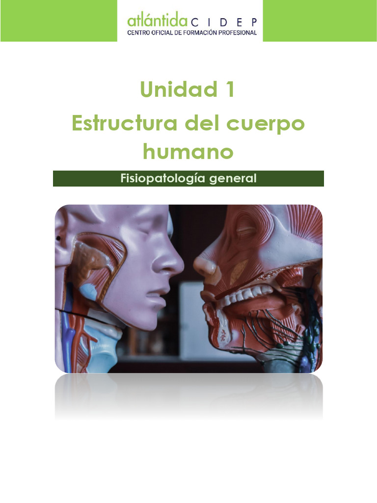 Estructura y Fisiopatología del Cuerpo Humano | PDF | Abdomen | Pelvis