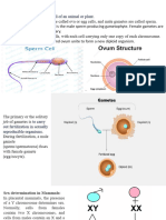 A Reproductive Cell of An Animal or Plant