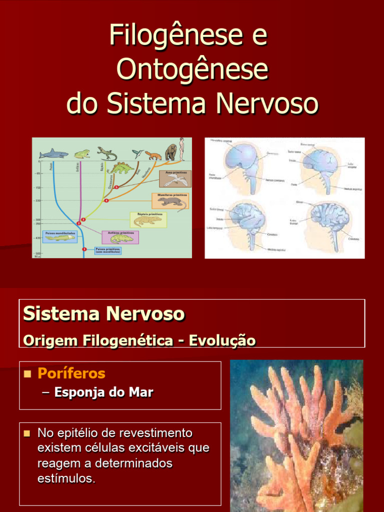 Filogênese e Ontogênese do Sistema Nervoso | PDF | Cérebro | Sistema ...