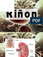 Riñon Anatomia