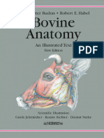 Bovine Anatomy