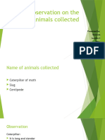 PTTP Presentation On Animals