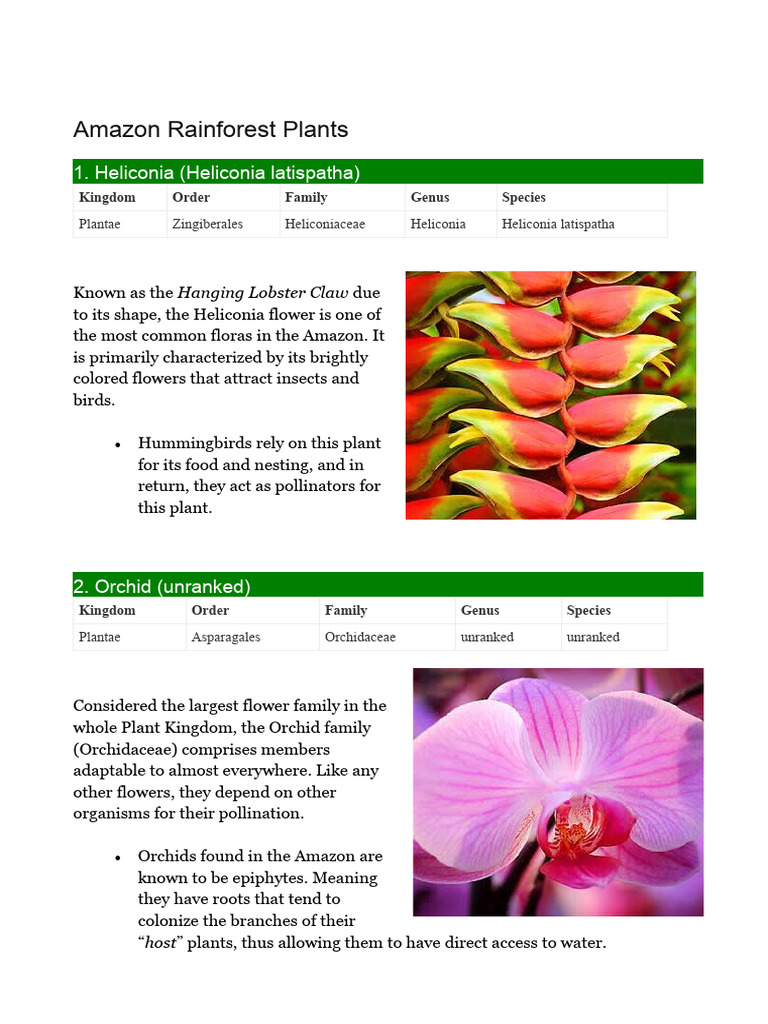 Amazon Rainforest Plants | PDF | Plants | Banana