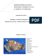 Anatomia Da Cabeça Do Cavalo