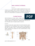 Columna Vertebral