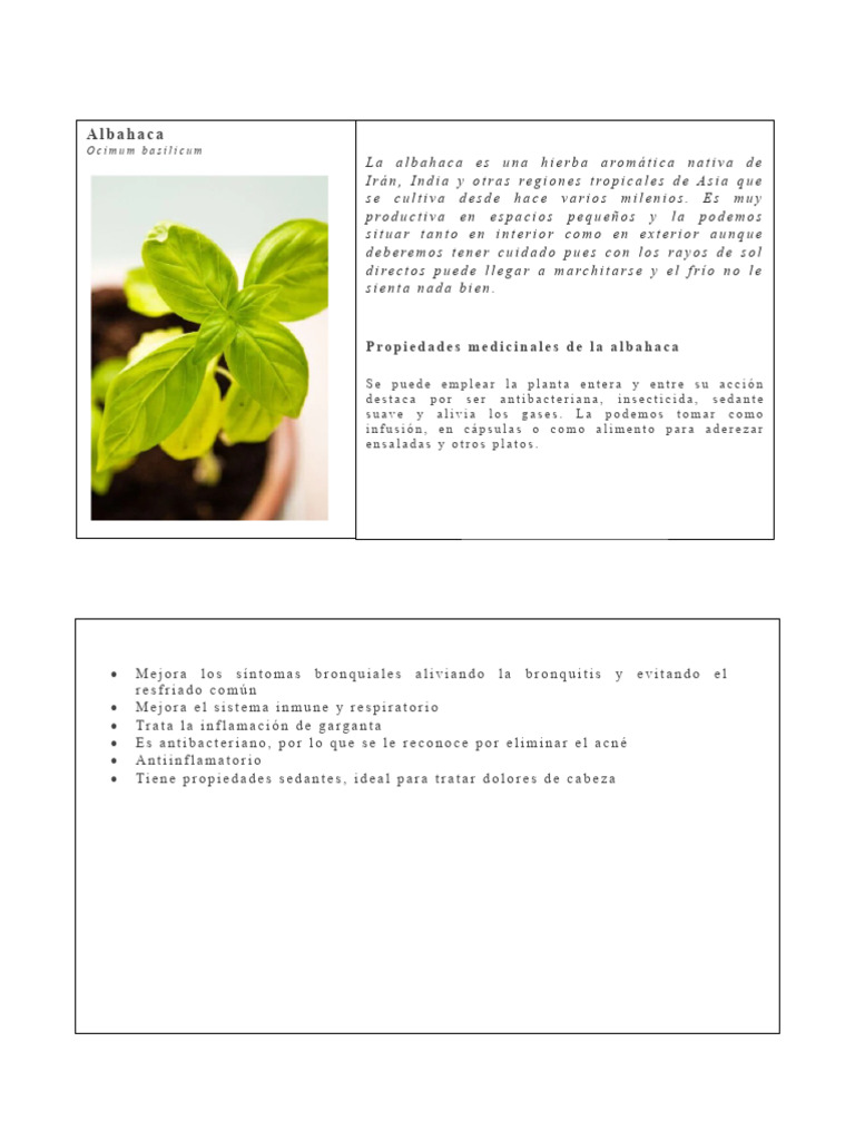 Plantas Medicinales Descargar Gratis Pdf Ajo Romero