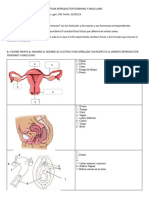 New Sistema Reproductor Femenino y Masculino