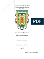 Northern Blot