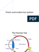 Lect 6 - Vision and Endocrine System