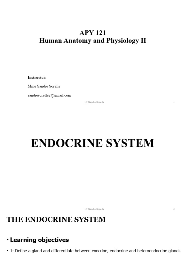 Endocrine System Overview and Hormones | PDF | Adrenal Gland ...