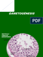 4 Gametogénesis