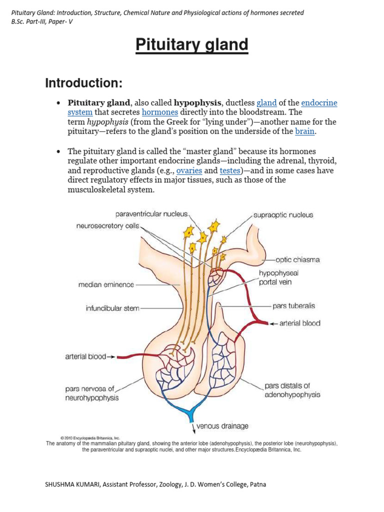 Pituitary Gland - Structure and Function by Dr. Shushma Kumari | PDF ...