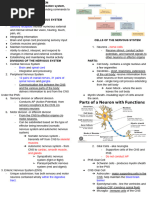 Nervous System