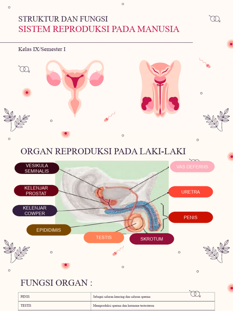 Human Reproductive System Guide | PDF | Reproductive System | Planets