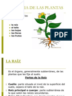 Anatomia de Las Plantas