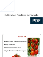 Cultivation Practices For Tomato