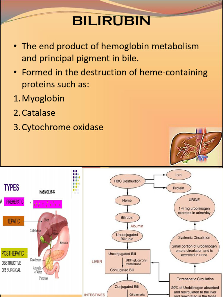 Bilirubin pdf biomolecules clinical medicine