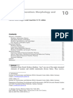 Rollenhagen-Lübke2016 ReferenceWorkEntry DendriticElaborationMorphology