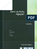 Servi Ve Ardıç Ağaçları