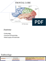 Frontal Lobe