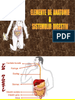 Anatomia Sistemului Digestiv