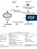 pps apoptosis