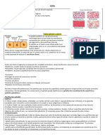 Up 3 - Tutoría 13-04 Tejido Epitelial y Conectivo