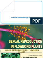 2 Sexual Reproduction in Flowering Plants - PPSX