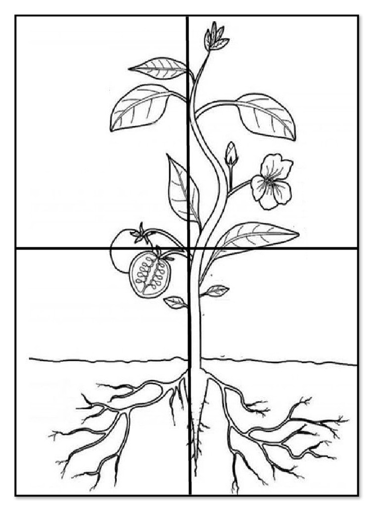 plantas-rompecabeza-pdf
