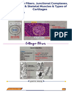 Collagen Fibres