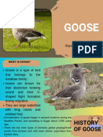 Poultry (Goose)