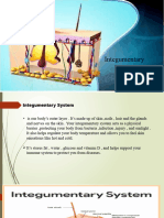 Integumentary System