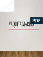 Vaquita Marina