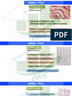 Animal Tissue L3