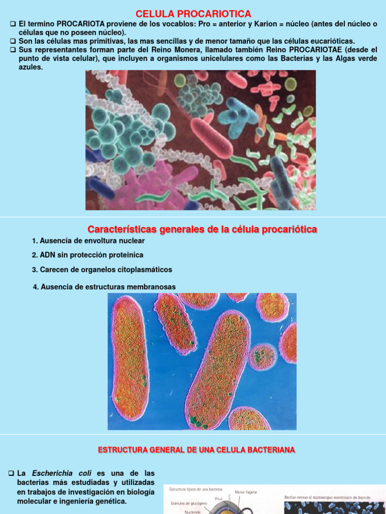 Características de la Célula Procariota | PDF | Plásmido | Las bacterias