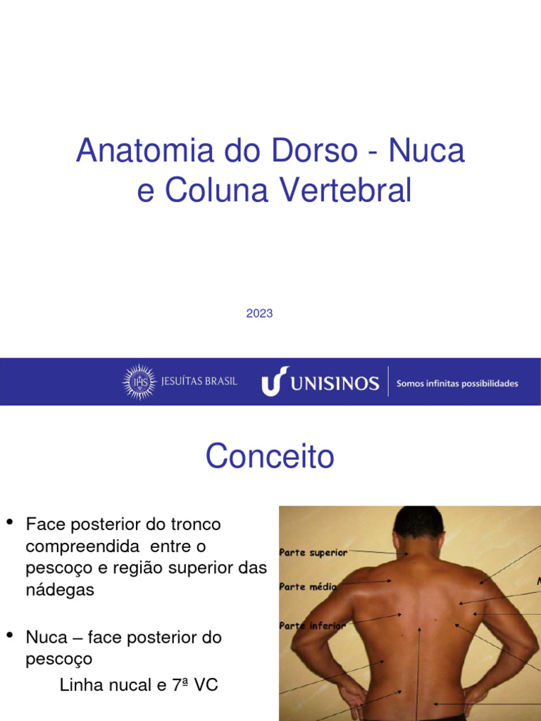 Anatomia Dorso 20232 Download Grátis Pdf Coluna Vertebral Vértebra