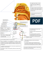 Anatomía Del Gusto y Olfato