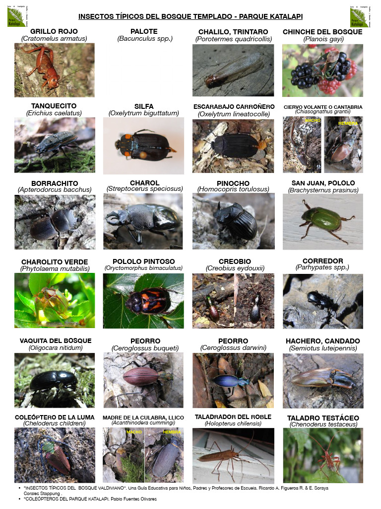 Insectos Guía Katalapi 2 Caras VF Peq | PDF | Insectos | Hexapoda