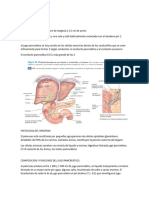 El Pancreas