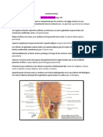 Anatomía Renal