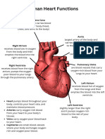 Heart Organ and Its Function