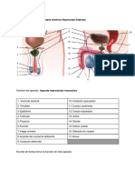 Anatomía Sistemica