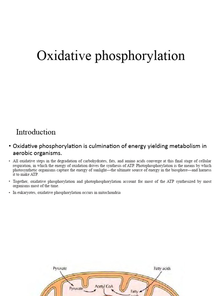 Oxidative Phosphorylation | PDF | Electron Transport Chain | Adenosine ...