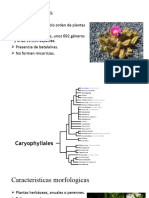 Caryophyllales