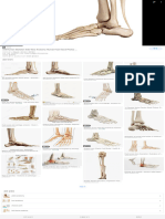 Ankle Joint - Gross Anatomy Flashcards  ditki medical and biological  sciences