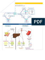 Endocrinología