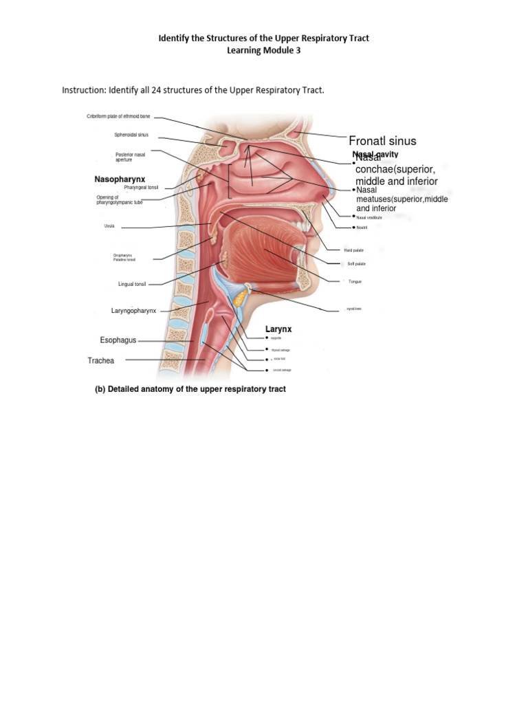 Anatomy visual data 2