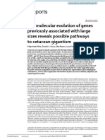 The Molecular Evolution of Genes Previously Associated With Large Sizes Reveals Possible Pathways To Cetacean Gigantism