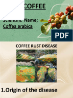 Coffe Rust Disease